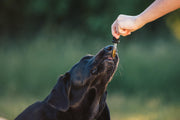 CBD pour les animaux : sécurité et bonnes pratiques d'utilisation