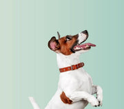Chien de compagnie attentif