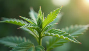 Môžu ľudia s ADHD používať CBD?