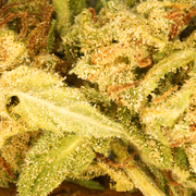 Creme de banana CBG