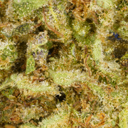 Critical CBD