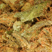 Og Kush CBD