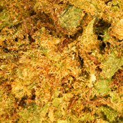 Mažos galvos OG Kush CBD