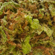 Mirtilo CBD