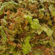 Mirtilo CBD