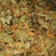 Kráľovský syr CBD