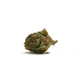 Harlequin CBD