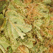 Harlequin CBD