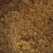 Karalius Hasanas CBD