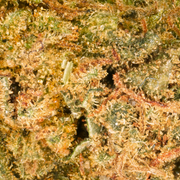 Hawaiian Petites Têtes CBD