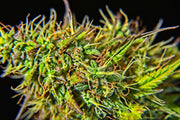 Les mystères des trichomes du chanvre
