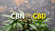 CBD CBN ou : as diferenças entre as suas vantagens