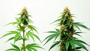 Sativa- ja indica-kannabiksen tärkeimmät erot