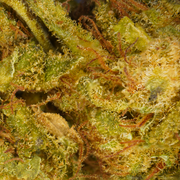 CBD de limão