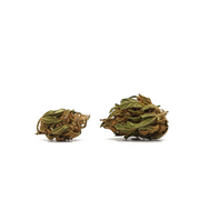 Cabeças pequenas Banana CBG