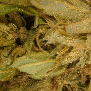 Cabeças pequenas Banana CBG