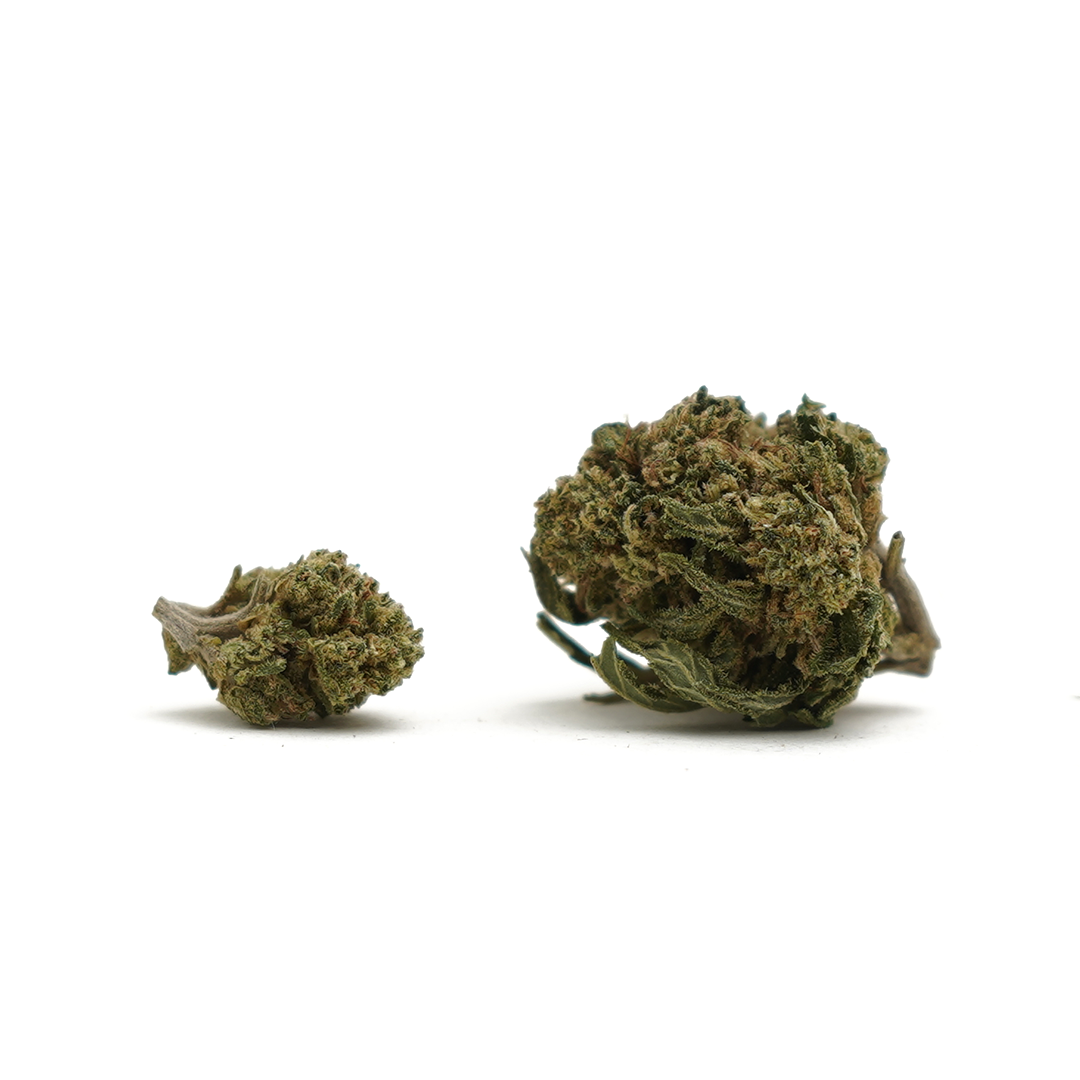Petites Têtes Orange Bud CBD