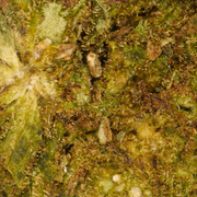 Little Heads Cheese CBD
