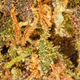Kleine koppen Purple Haze CBD