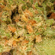Μικρά κεφάλια Tropical Haze CBD