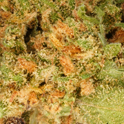 Pienet White Widow -kukinnot