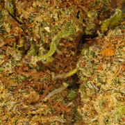 Cheesecake CBD