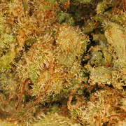Gelato CBD
