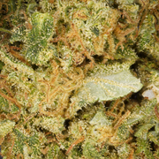 Tropical Haze CBD