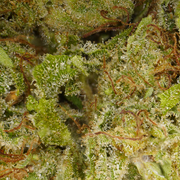 Plutonium CBD