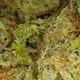 Plutonium CBD