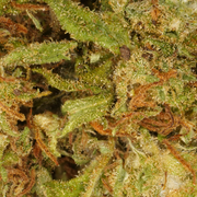 Orange Bud CBD