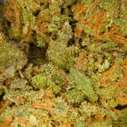 Morango CBD