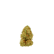 White Widow Small Buds CBD